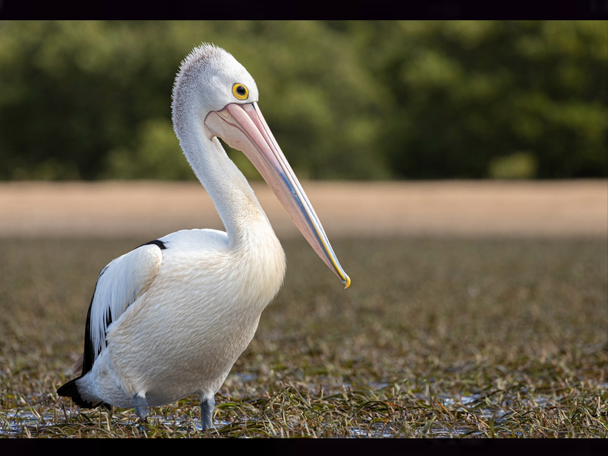 Australia-pelican-bird.jpg 5