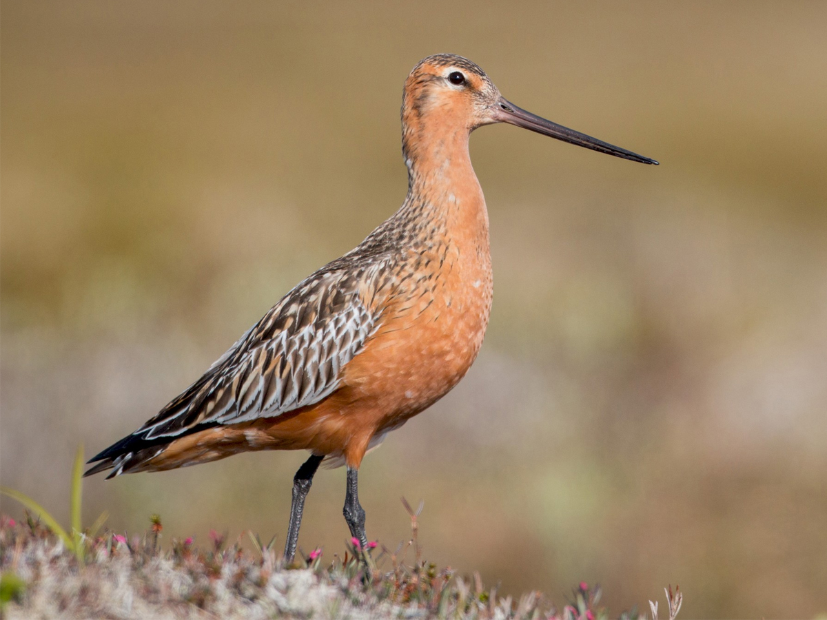 Bar-tailed-Godwit-bird.jpg 6
