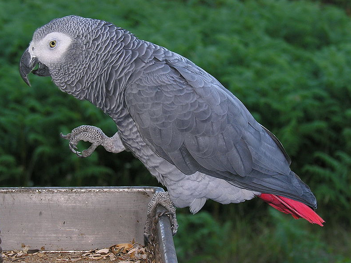 Grey-parrot.jpg 9