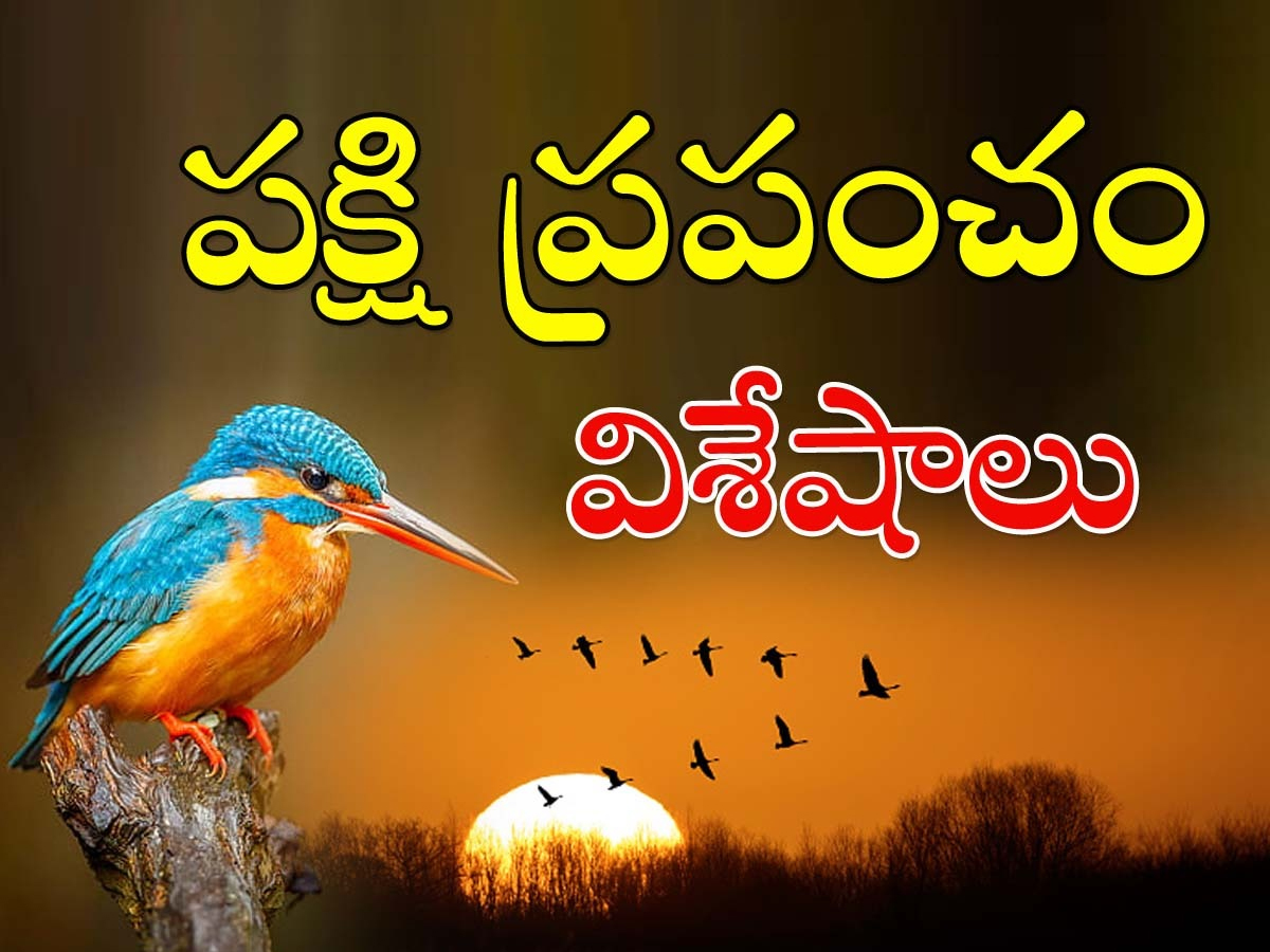Intresting-Birds_0.jpg 1