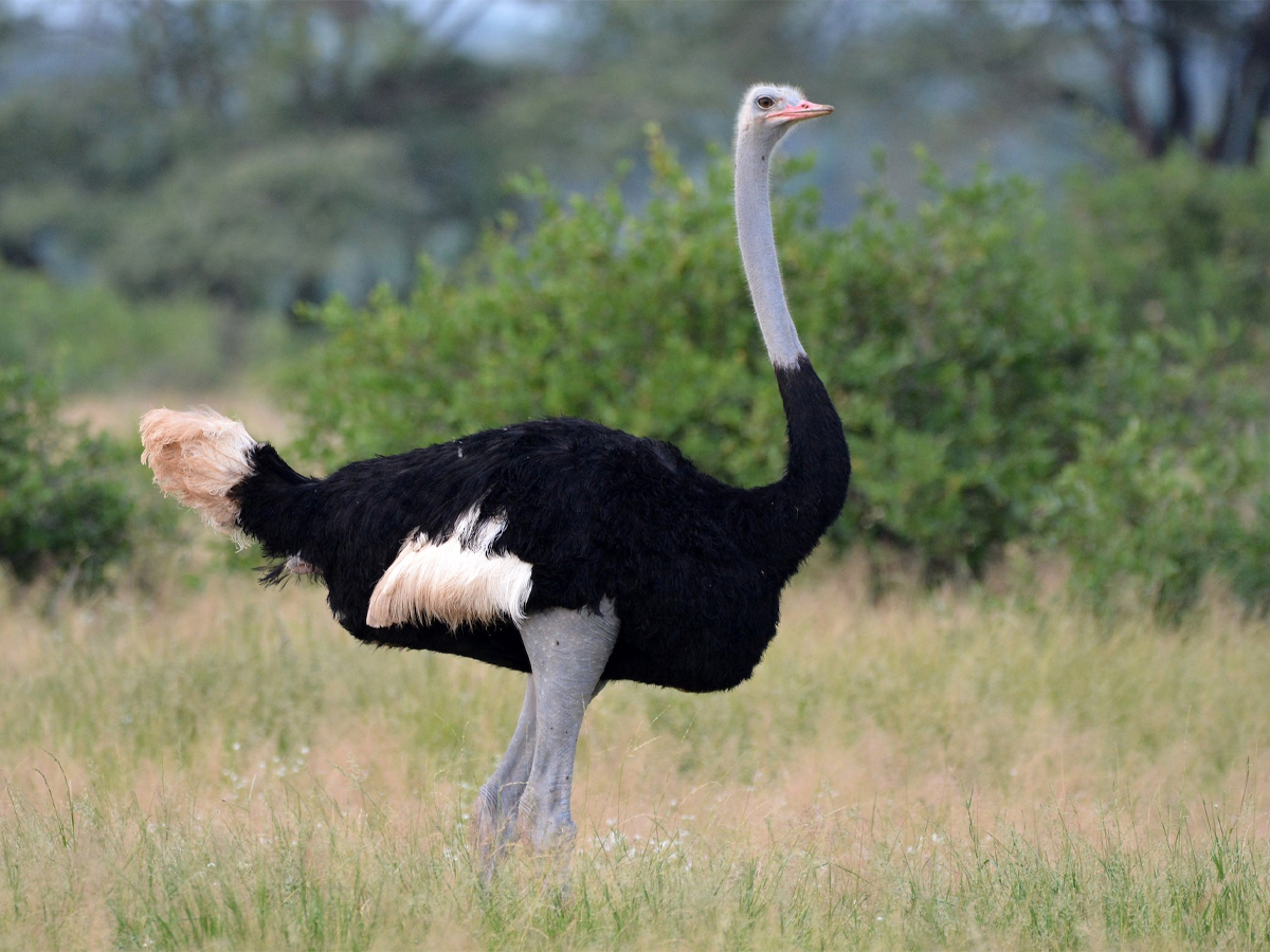 Ostrich.jpg 11