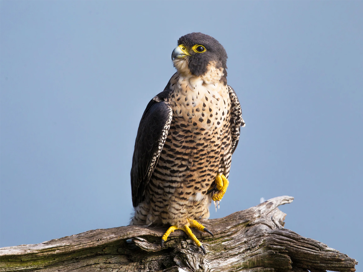 Peregrine-Falcon-bird.jpg 13
