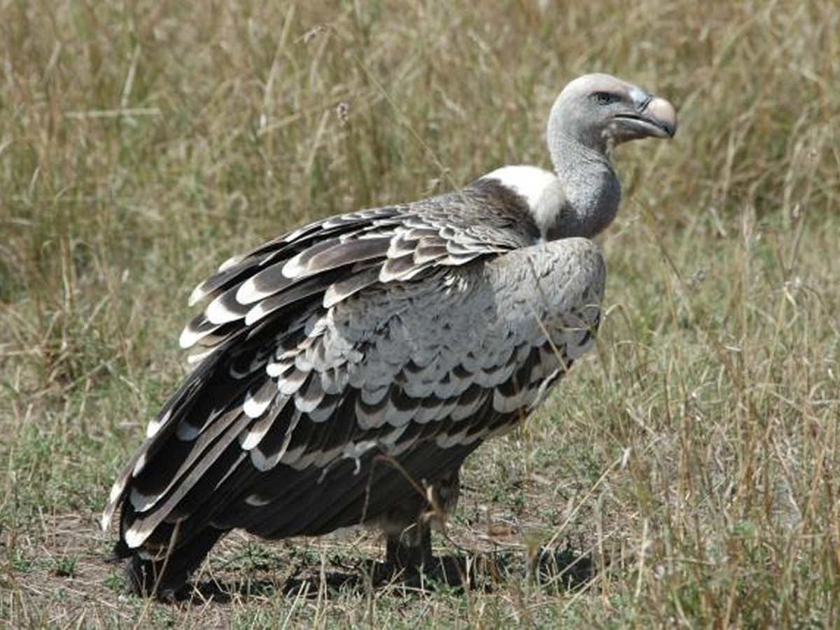 Ruppell-Bird.jpg 14