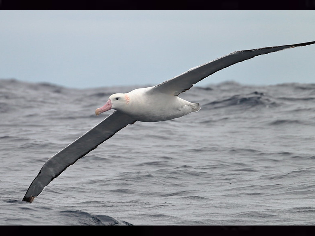 Wandering-albatross-bird.jpg 15