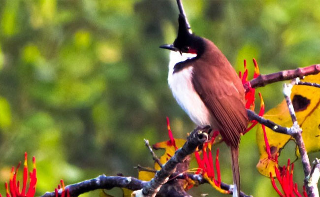 birds.jpg