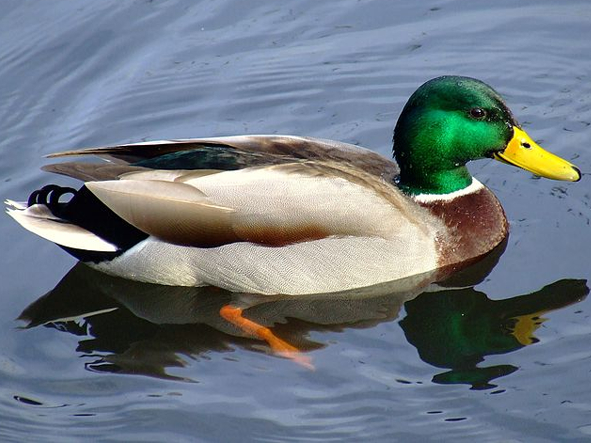 duck.jpg 7