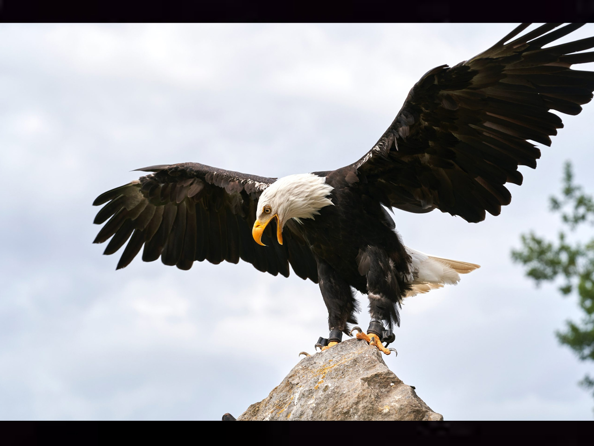 eagle.jpg 8