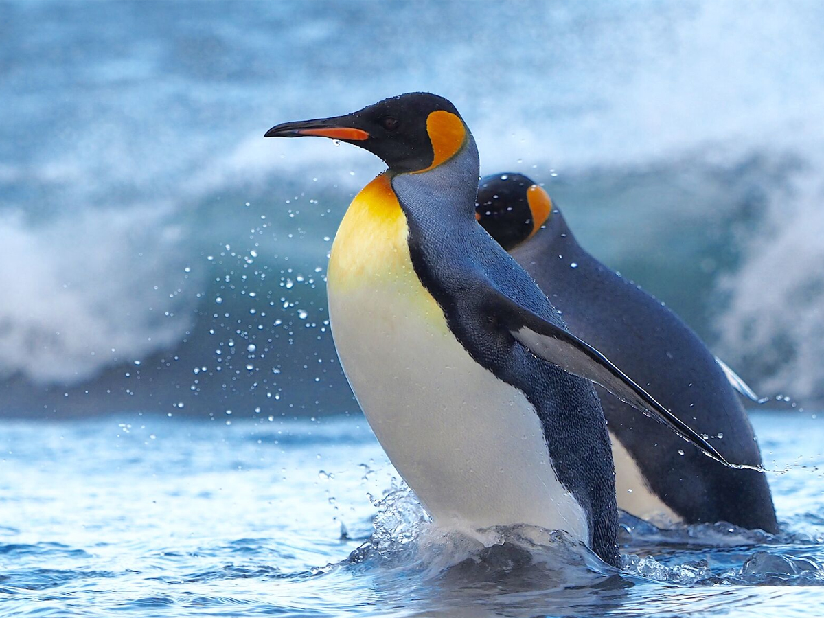 penguin.jpg 12