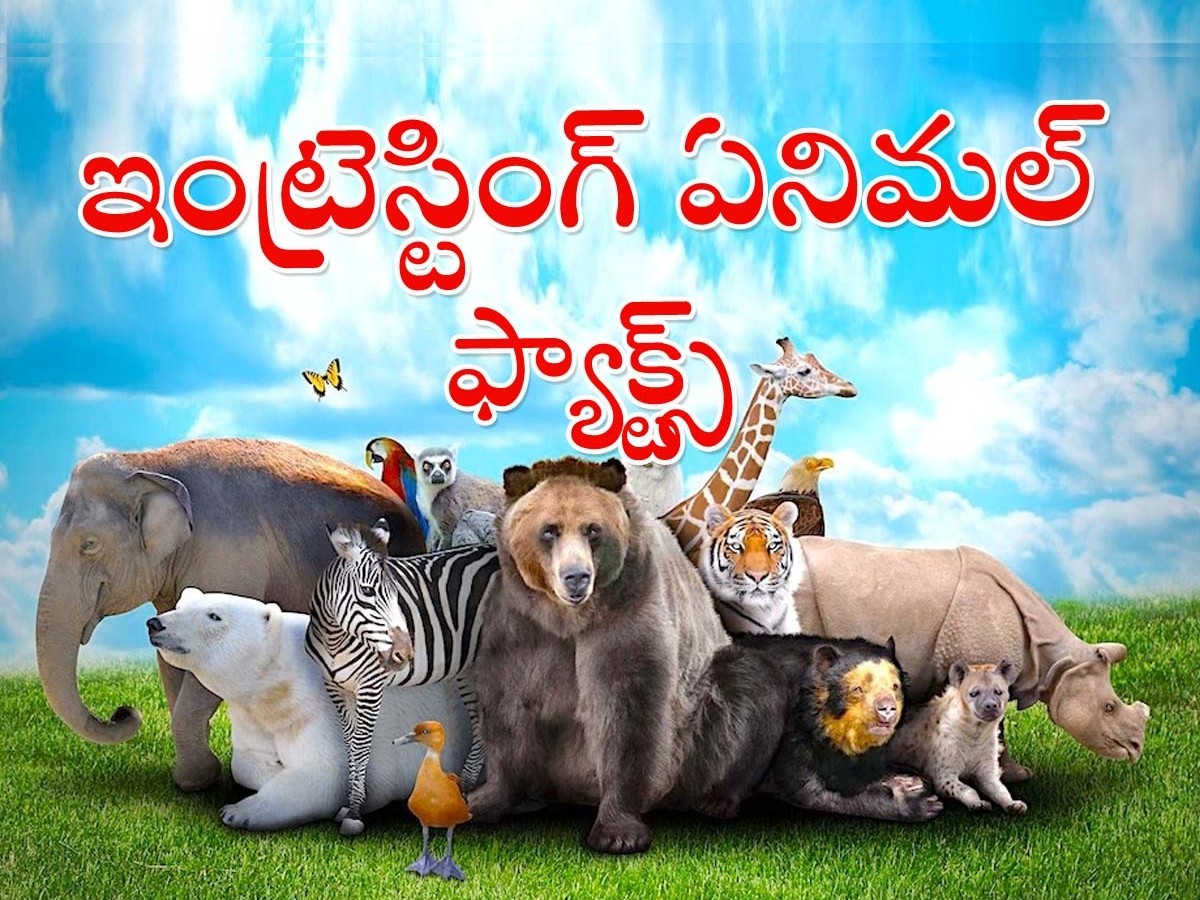 Animal-Facts.jpg 1