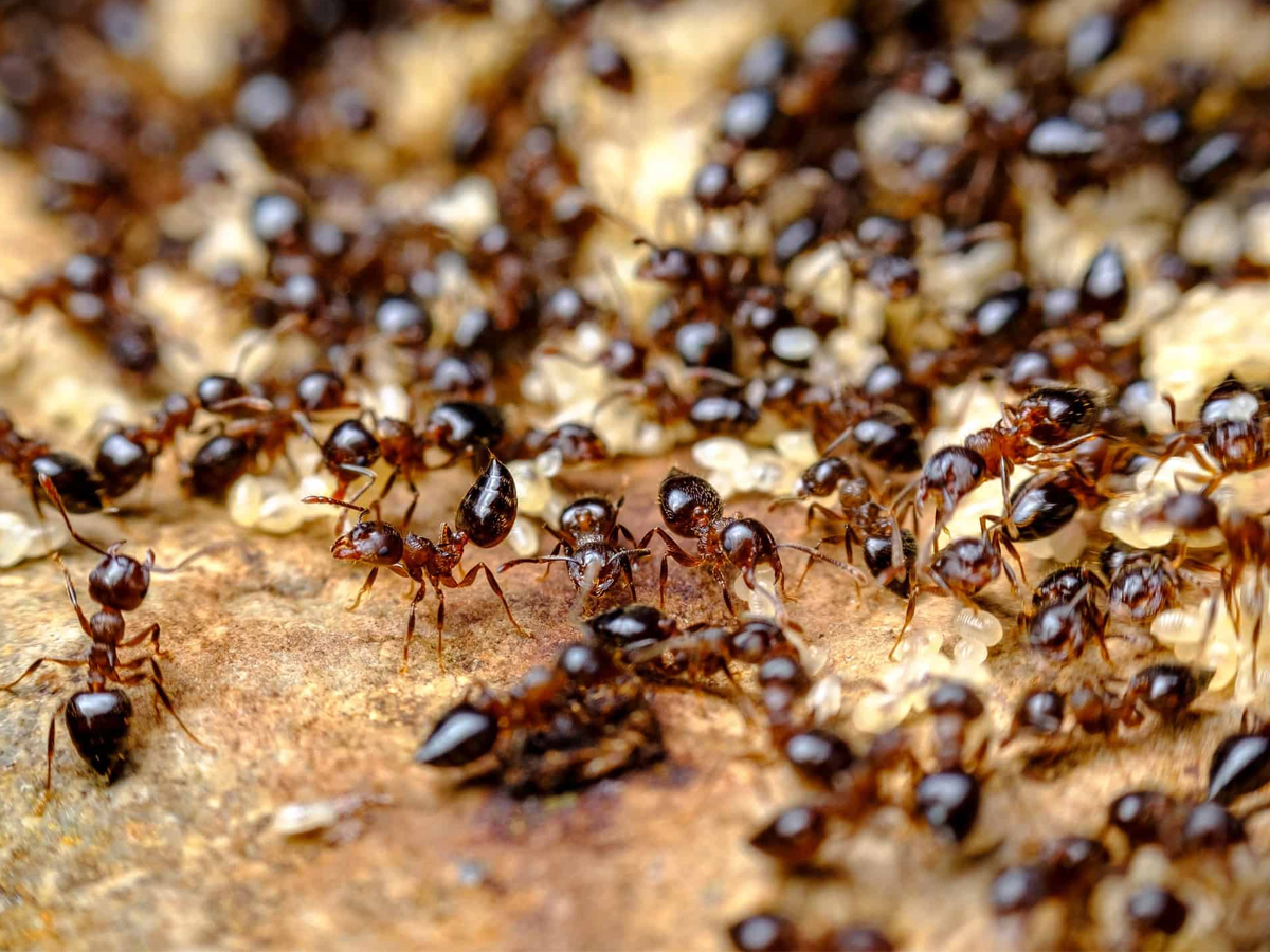 Ants.jpg 3