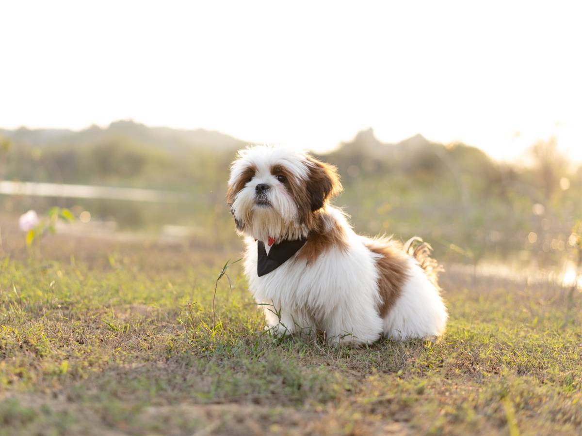 Dog_0.jpeg 6