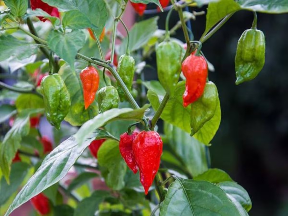 Dragon-Breath-Chilli.jpg 2
