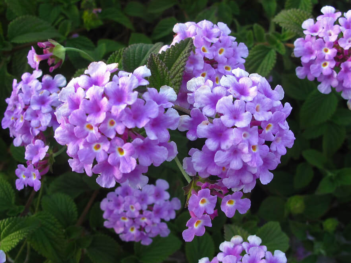 Lantana-flower.jpg 8