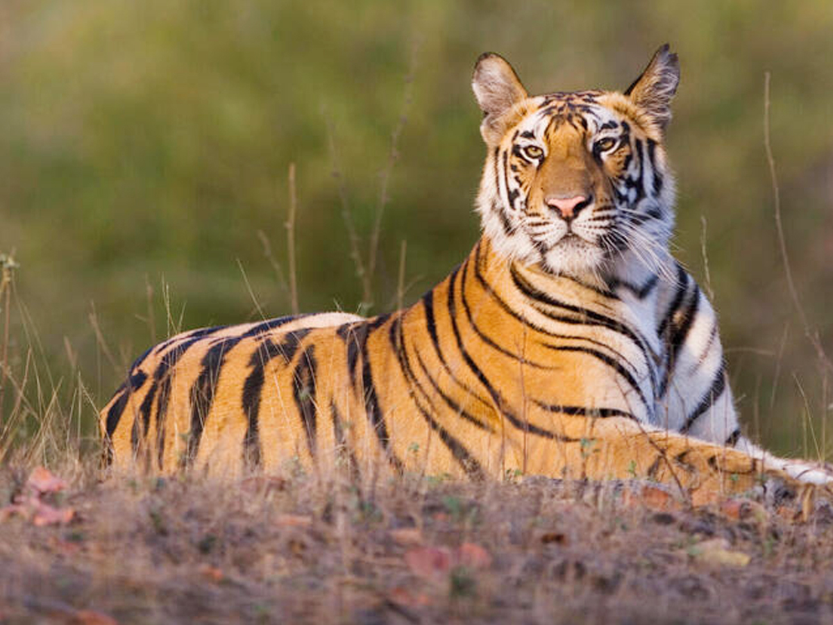 Tiger.jpg 4