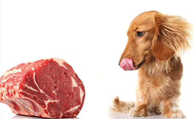 dog.jpg