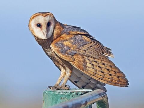 Barn-owls.jpg 2