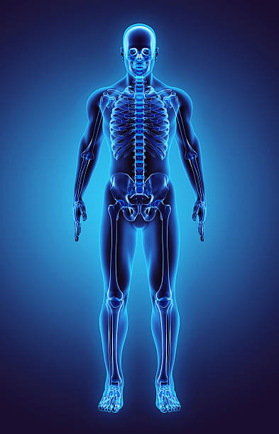 Human-Body.jpg 4