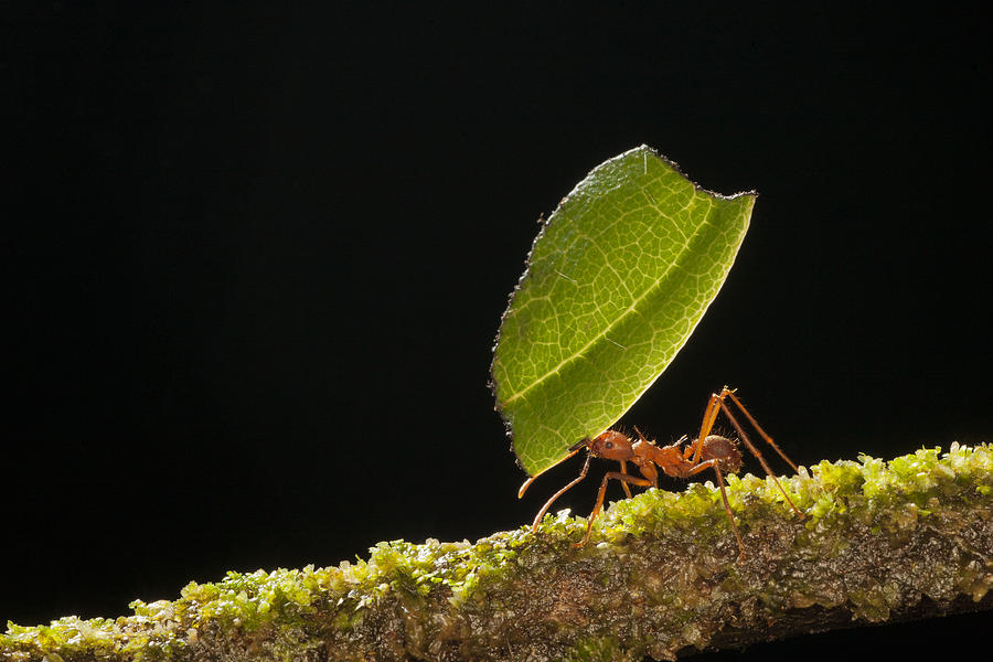 ant.jpg 3