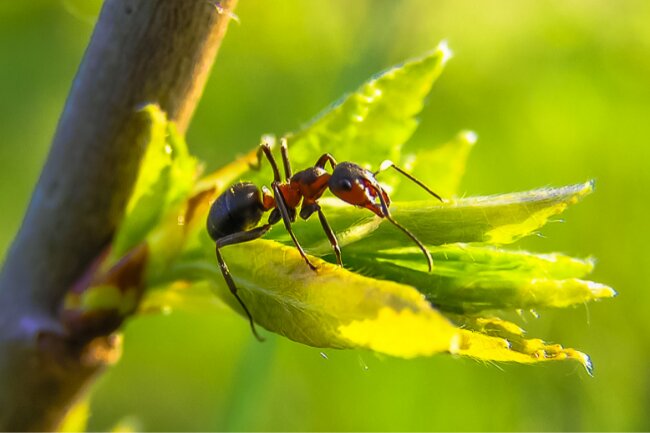 Ants-Sleep.jpg 8