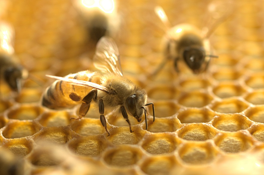 Tiny-honeybee.jpg 6