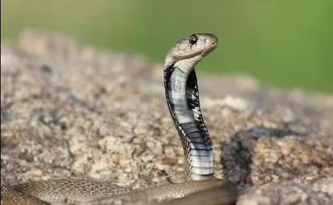 snake.jpg