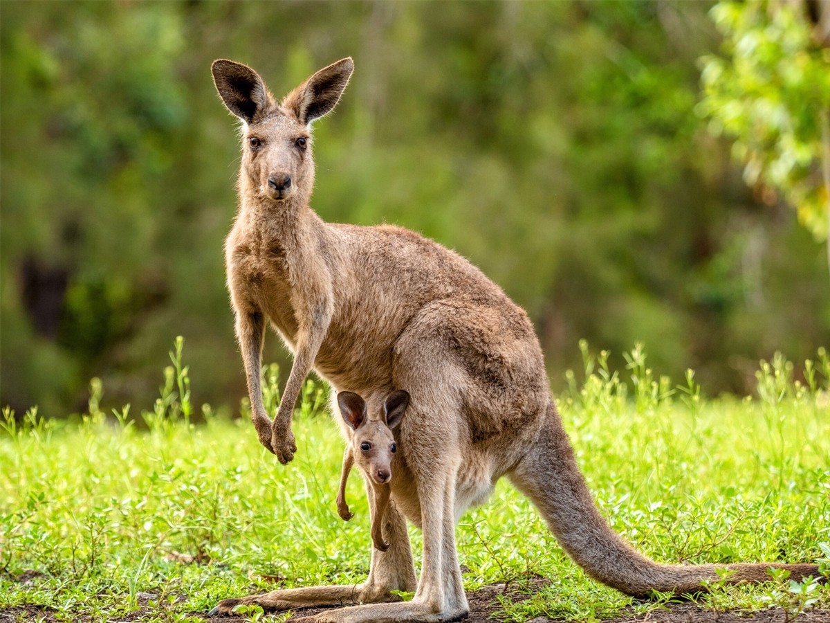 Kangaroo-animal_20_281_29.jpg 2