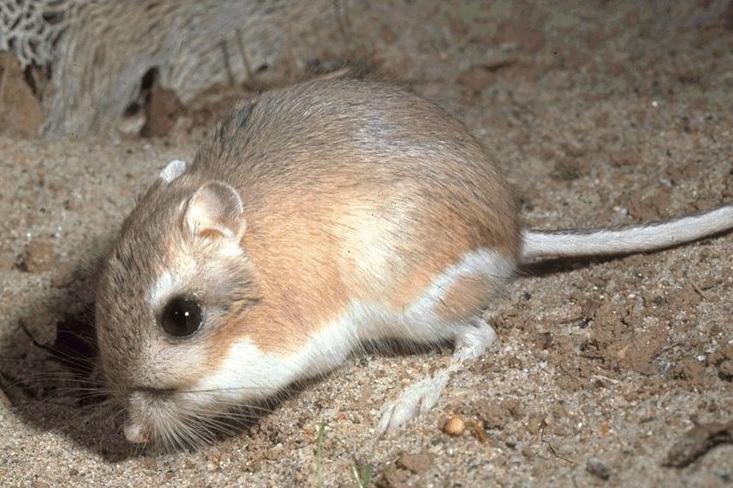 Kangaroo-rat.jpg 10