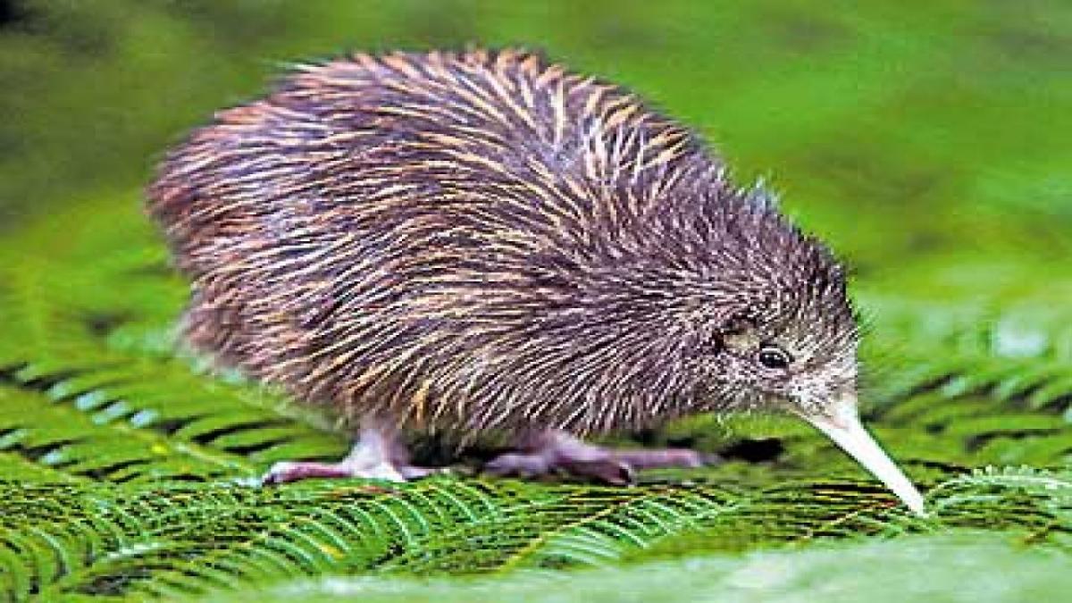 Kiwi-_20bird.jpg 9