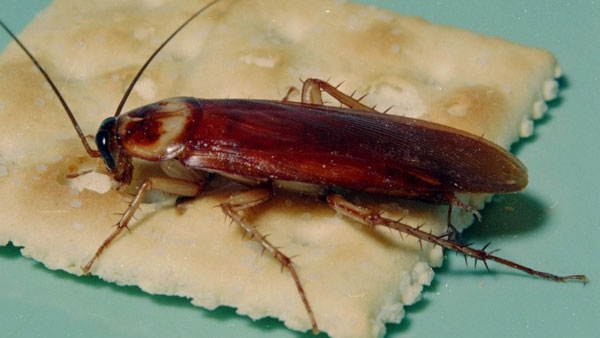 cockroach.jpg 8