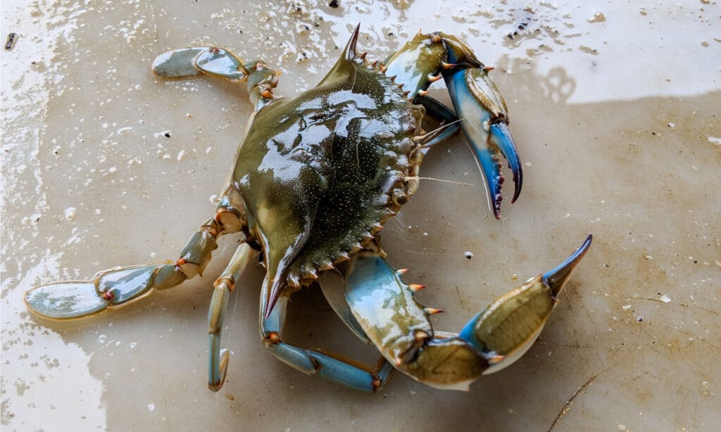 crab.jpg 6