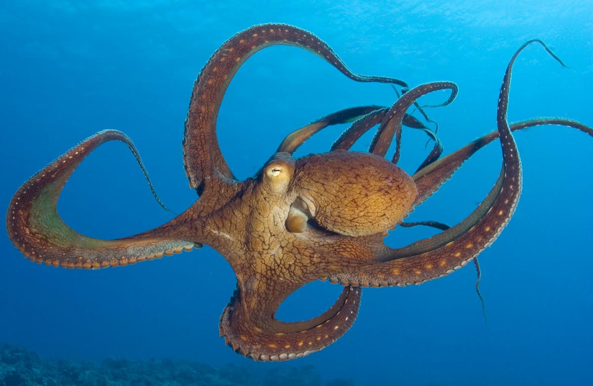 octopus.jpg 5