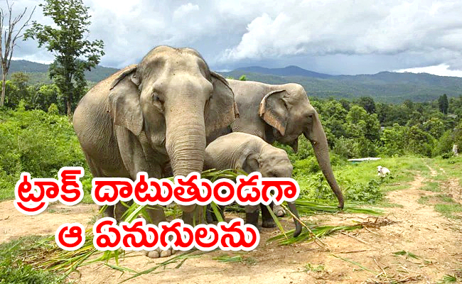 Three-Elephants.jpg