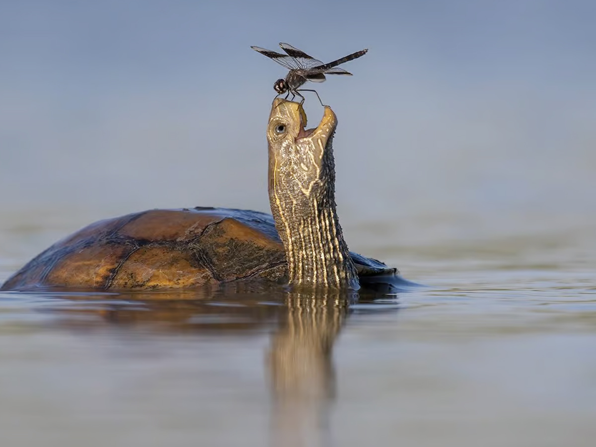 Turtle-in-water.jpg 14