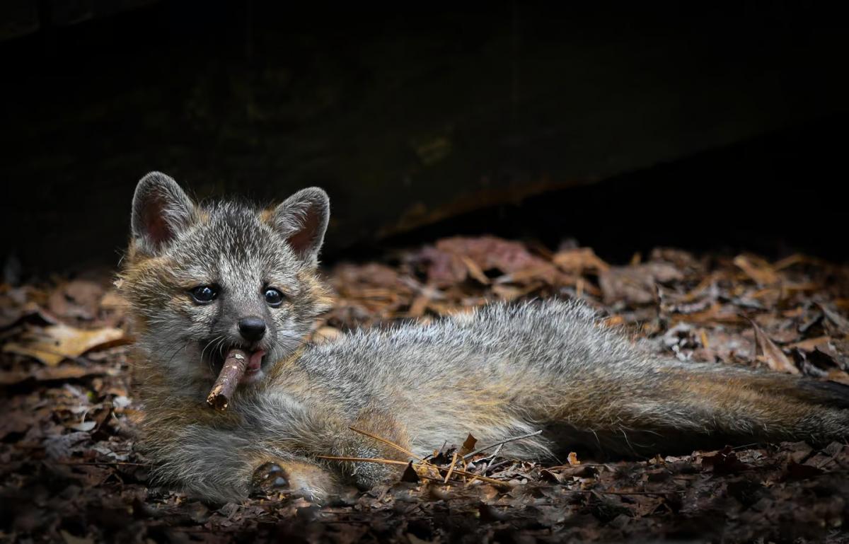 fox.jpg 9