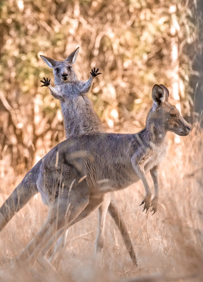 kangaroo-animal.jpg 15