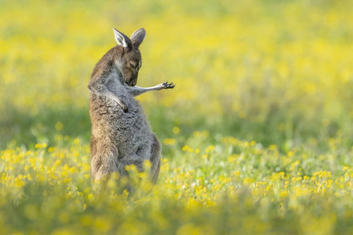 kangaroo.jpg 2
