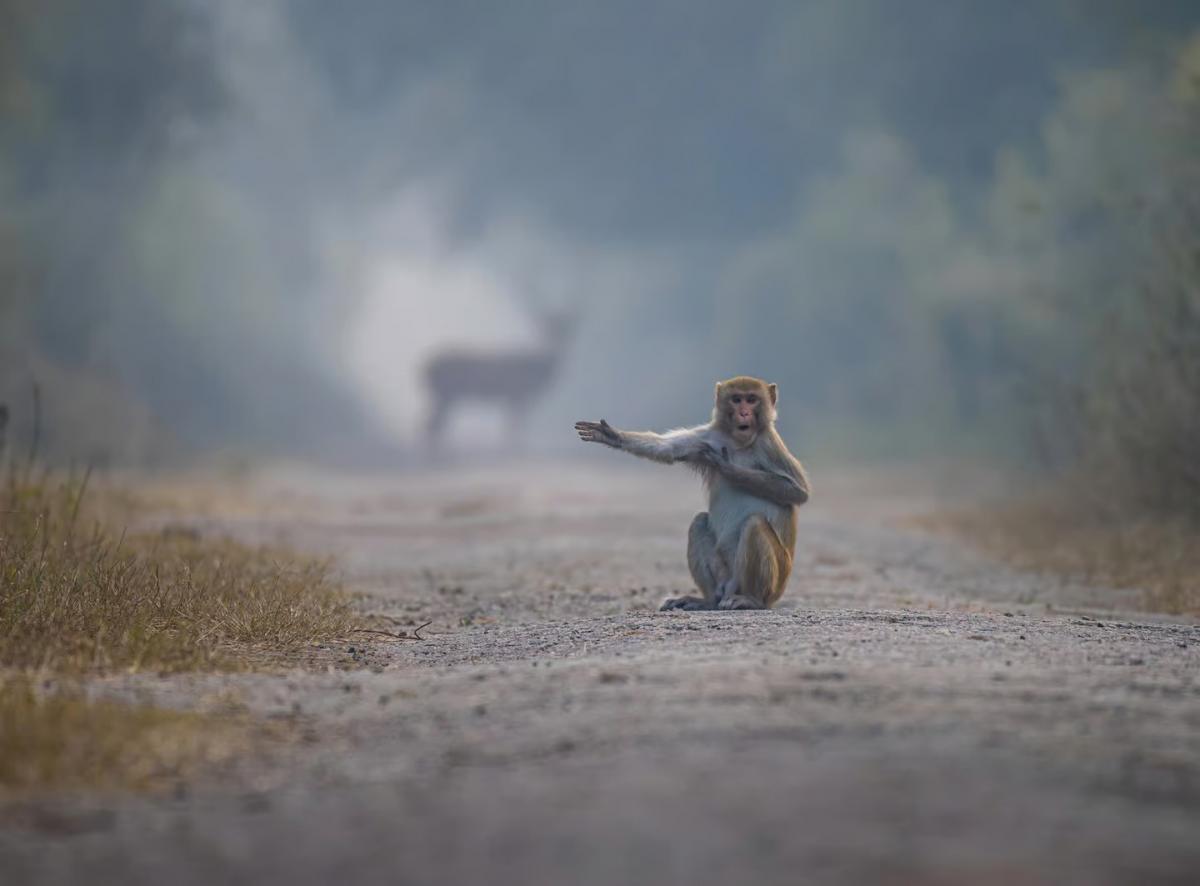 monkey.jpg 8