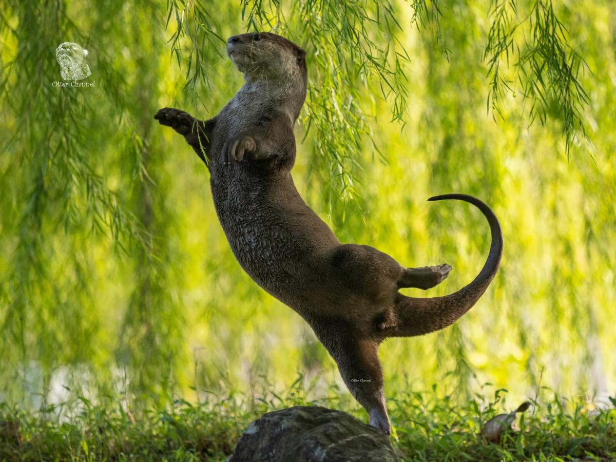 otter.jpg 5