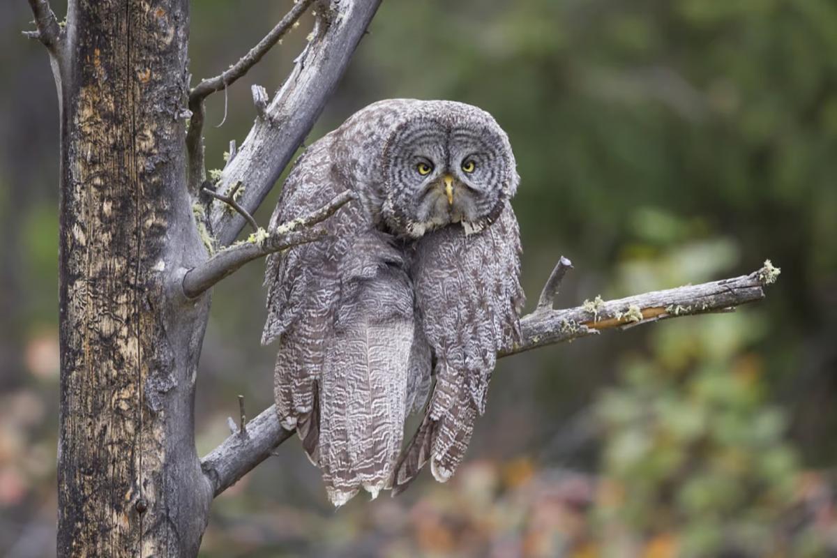 owl.jpg 3