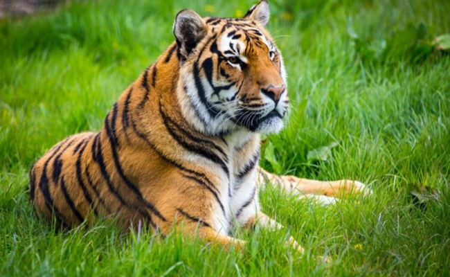 tiger.jpg