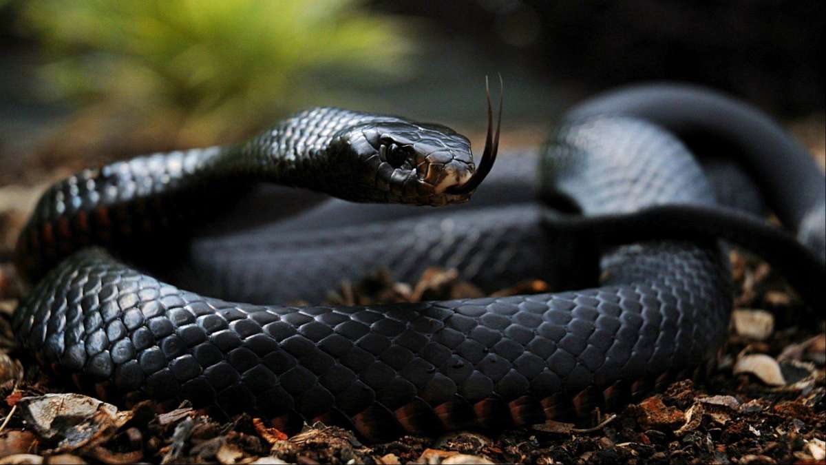 Black-mamba.jpg 6