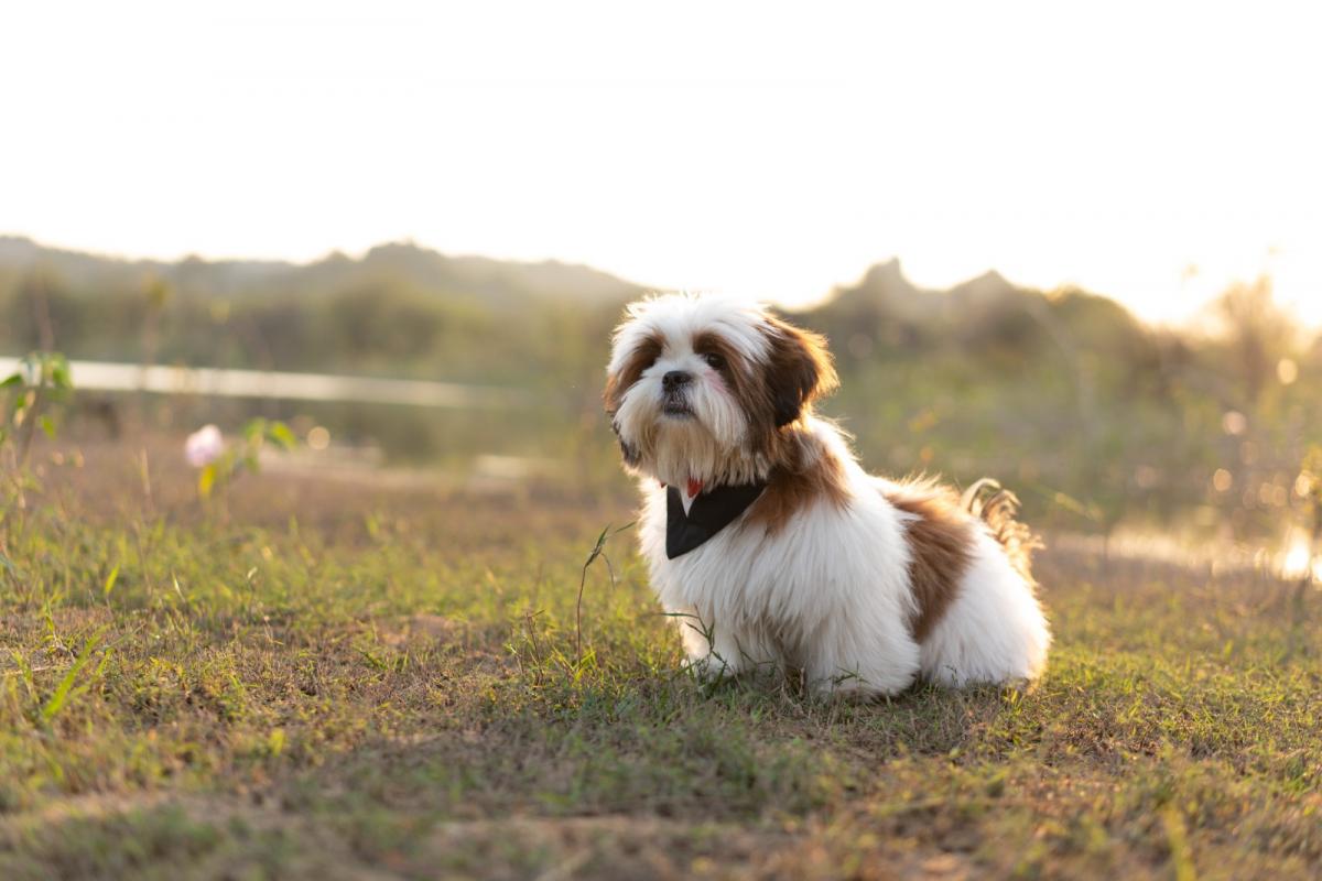 Dog.jpeg 3