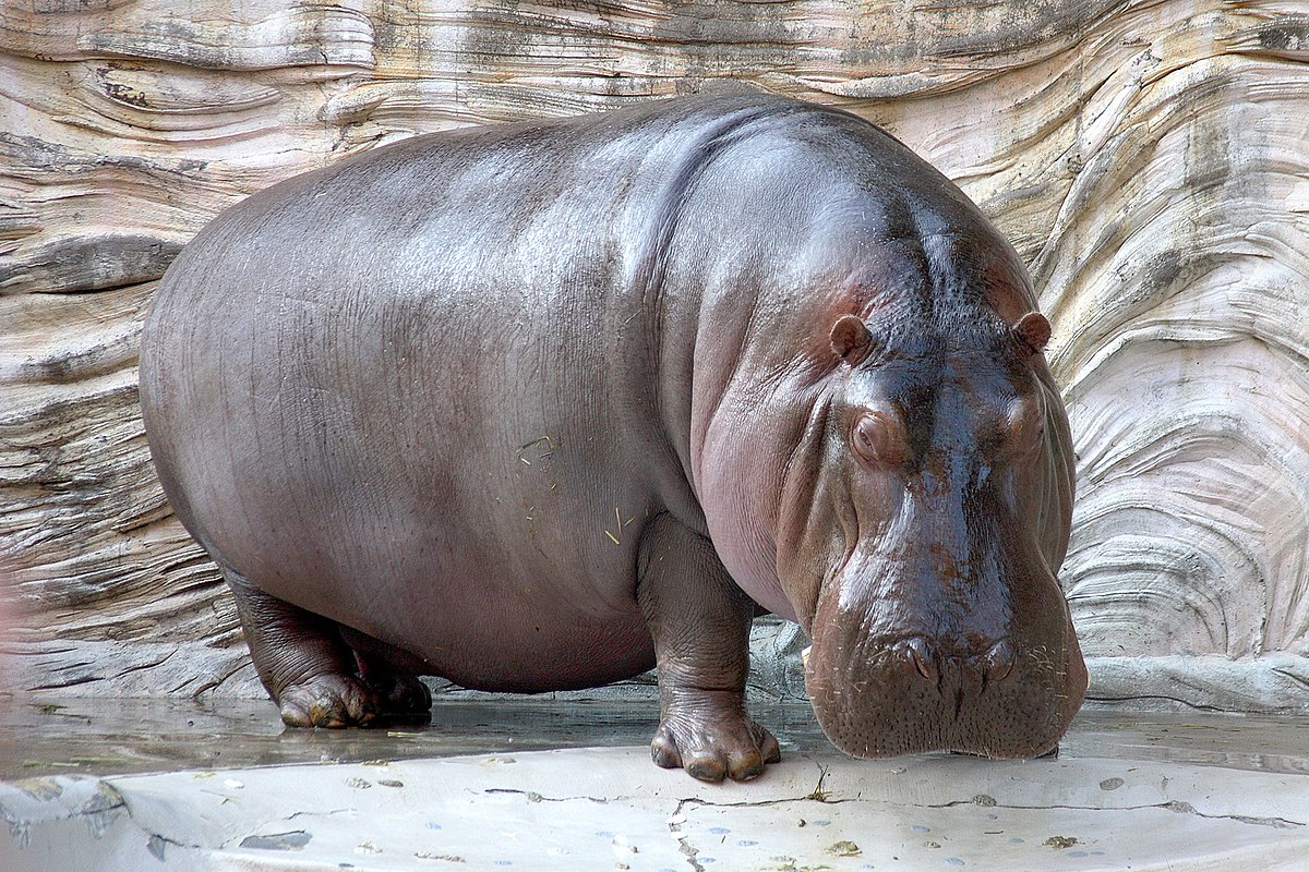Hippopotamus.jpg 5