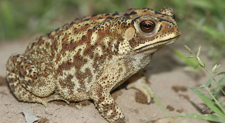 frog.jpg 7