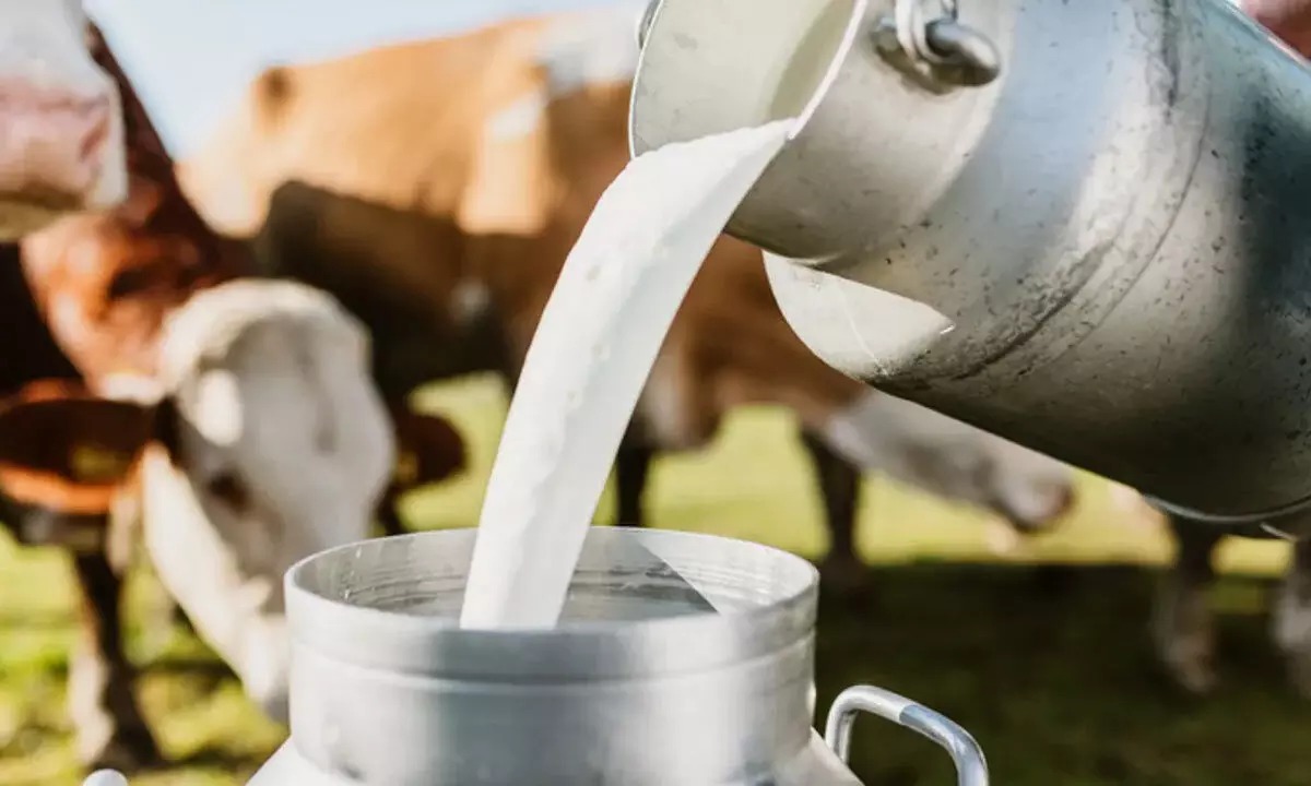 Milk.jpeg 2