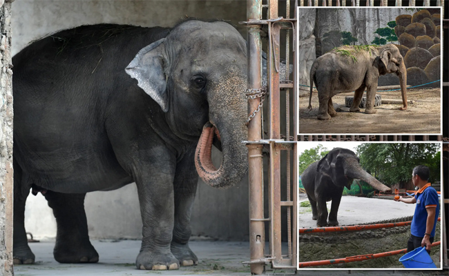 Elephant1.jpg