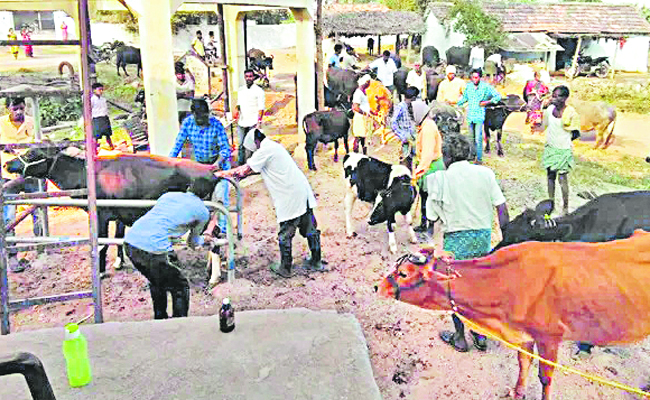 COW.jpg