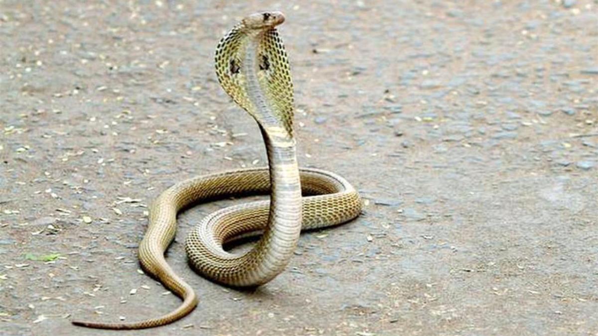 Snakes.jpg 10