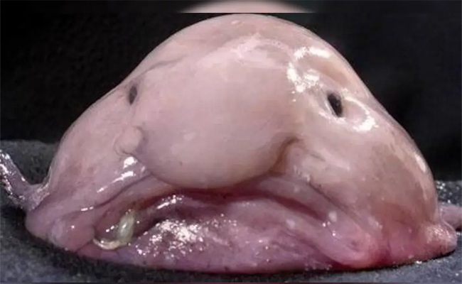 fish.jpg