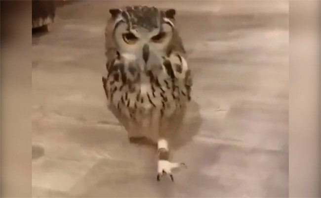 owl.jpg